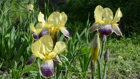 Flowers of iris Video stock 104531818