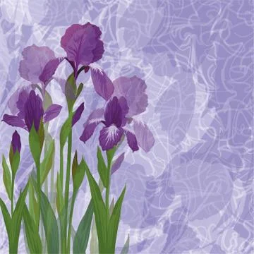 Flowers iris for holiday design Stock-Illustration