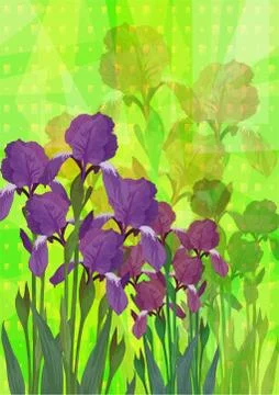 Flowers Iris Stock Illustration