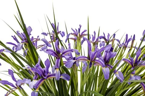 Flowers of Iris pseudacorus close-up, isolated on white background Stock Photos