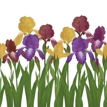 Flowers iris, seamless Illustrazione stock