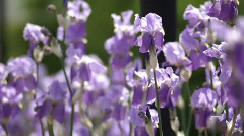 Flowers irises. Stock Footage 23276940