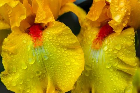 Flowers irises Stock Photos