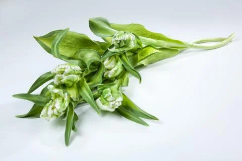 Flowers On Isolated Background Stock Photos