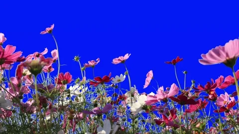 Flowers isolated on blue screen Stock Footage 310864963