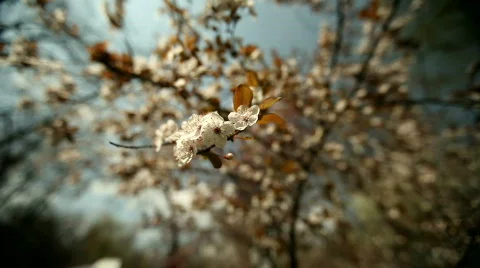 Flowers: It's Easter! Tracking shot. Shallow DOF. Video stock 720825