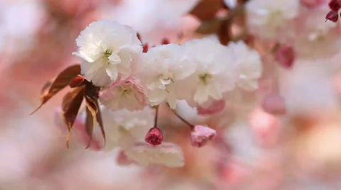 Flowers Japanese cherry. Stock Footage 49554361