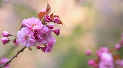 Flowers Japanese cherry. Stock Footage 49554538