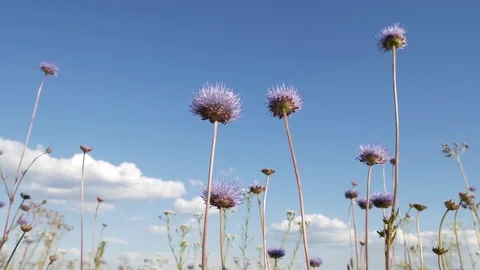 Flowers jasione montana on the background of the sky. Video stock 77348053