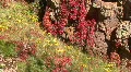 Flowers In The Jemez Mountains HD Footage