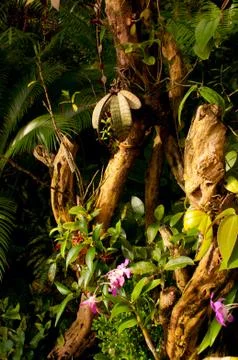 Flowers in jungle Stock Photos