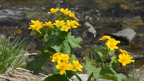 Flowers of kigcup Video stock 103085311