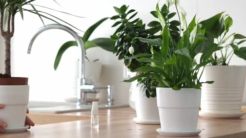 Flowers in the kitchen. Plants in the interior. Remove the flower from the table Stock Footage 243357740