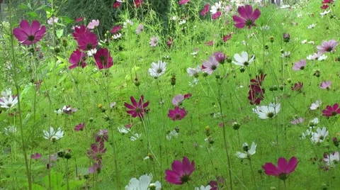Flowers Kosmeya Stock-Footage 61054279