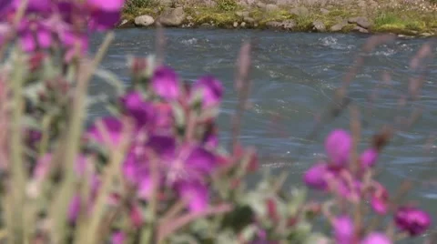 Flowers to lake focus pull Stock Footage 8765472