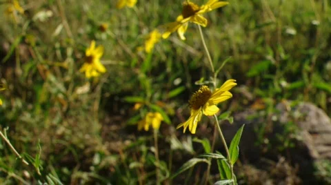 Flowers Lake Stock Footage 844741