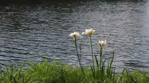 Flowers at lake 스톡 동영상 25006395