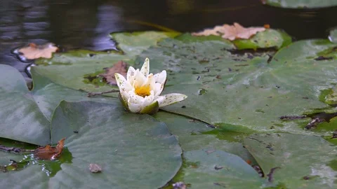 Flowers by the lake Stock Footage 80466279