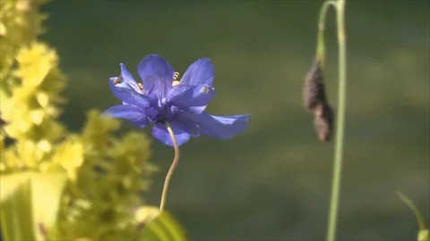 Flowers on the lake Stock Footage 83695224