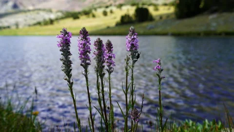 Flowers by lake Stock Footage 158663187