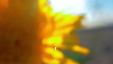 Flowers by the lake Stock Footage 164349972