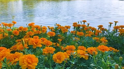 Flowers Lake Stock Footage 165915443