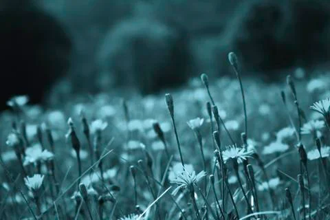 Flowers landscape Fotos Stock