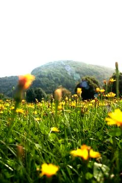 Flowers landscape Stock Photos