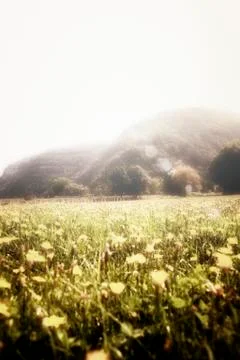 Flowers landscape 스톡 사진
