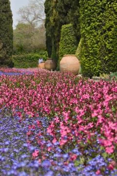 Flowers landscape Stock Photos