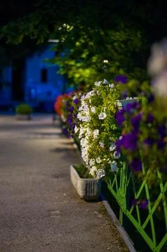 Flowers in lantern light Stock Photos