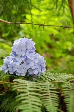 Flowers of large-leaved hydrangea. Pink and blue hedge of hydrangea Stock Photos