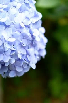 Flowers of large-leaved hydrangea. Pink and blue hedge of hydrangea Stock Photos