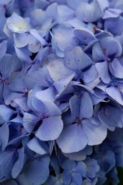 Flowers of large-leaved hydrangea. Pink and blue hedge of hydrangea Stock Photos