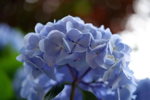 Flowers of large-leaved hydrangea. Pink and blue hedge of hydrangea Stock Photos