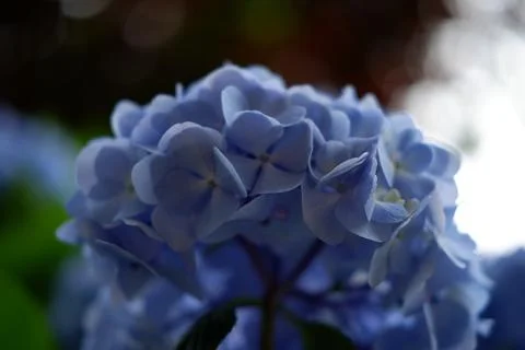 Flowers of large-leaved hydrangea. Pink and blue hedge of hydrangea Stock Photos
