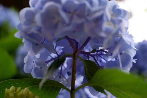 Flowers of large-leaved hydrangea. Pink and blue hedge of hydrangea Stock Photos