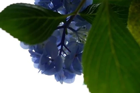 Flowers of large-leaved hydrangea. Pink and blue hedge of hydrangea Stock Photos