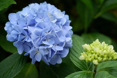 Flowers of large-leaved hydrangea. Pink and blue hedge of hydrangea Stock Photos