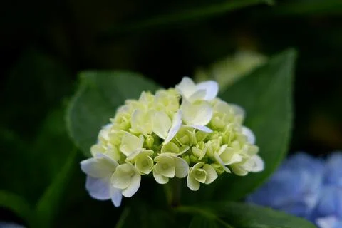 Flowers of large-leaved hydrangea. Pink and blue hedge of hydrangea Stock Photos