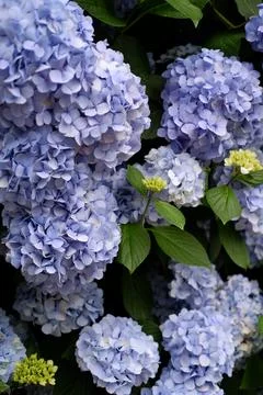 Flowers of large-leaved hydrangea. Pink and blue hedge of hydrangea Stock Photos