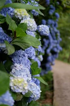 Flowers of large-leaved hydrangea. Pink and blue hedge of hydrangea Stock Photos