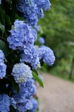 Flowers of large-leaved hydrangea. Pink and blue hedge of hydrangea Stock Photos