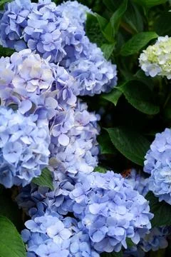 Flowers of large-leaved hydrangea. Pink and blue hedge of hydrangea Stock Photos