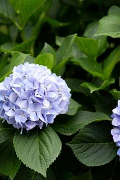 Flowers of large-leaved hydrangea. Pink and blue hedge of hydrangea Stock Photos