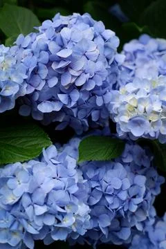 Flowers of large-leaved hydrangea. Pink and blue hedge of hydrangea Stock Photos