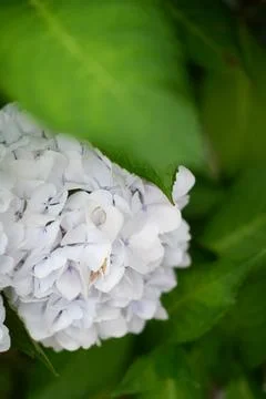 Flowers of large-leaved hydrangea. Pink and blue hedge of hydrangea Stock Photos