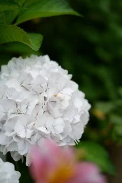 Flowers of large-leaved hydrangea. Pink and blue hedge of hydrangea Stock Photos