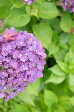 Flowers of large-leaved hydrangea. Pink and blue hedge of hydrangea Stock Photos