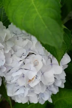 Flowers of large-leaved hydrangea. Pink and blue hedge of hydrangea Stock Photos
